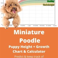 Miniature Poodle Weight Chart Kg