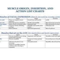 Origin Insertion And Action Of Muscles Chart