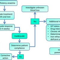 Pathophysiology Of Iron Deficiency Anemia Flow Chart