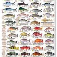 Reef Safe Fish Chart