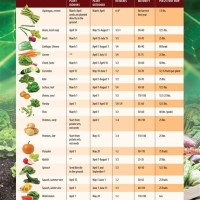 Vegetable Plant Ing Chart