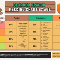 Weekly Bearded Dragon Feeding Chart By Age